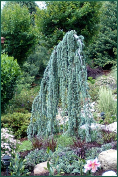 Кедр атлантичний Пендула